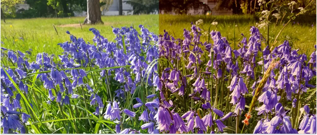 L'age et les couleurs